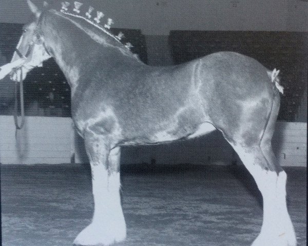 broodmare Thistle Ridge Lady Chalice (Clydesdale, 2001, from Westedge Hiawatha Hugh)