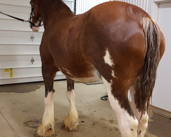 Zuchtstute Zorra Highland Robyn (Clydesdale, 2007, von Ayton Final Achievement)