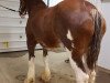 Zuchtstute Zorra Highland Robyn (Clydesdale, 2007, von Ayton Final Achievement)