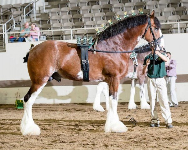 stallion Irish Thunder's Celtic Finnegan (Clydesdale, 2012, from Thistle Ridge Argyll Enhancer)