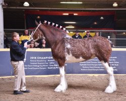 Pferd Irish Thunder's Celtic Crown Jewel (Clydesdale, 2016, von Irish Thunder's Celtic Finnegan)