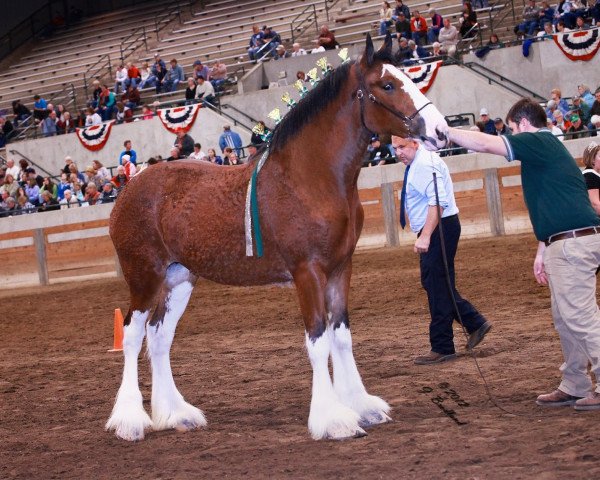 Pferd Irish Thunder's Sensational Dore (Clydesdale, 2010, von Thistle Ridge Argyll Enhancer)