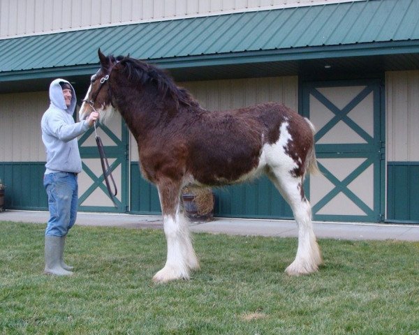 horse Irish Thunder's Celtic Hearts on Fire (Clydesdale, 2014, from Donegal Major Factor)