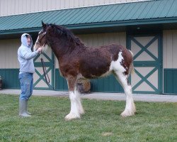 Pferd Irish Thunder's Celtic Hearts on Fire (Clydesdale, 2014, von Donegal Major Factor)