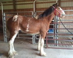 Pferd Irish Jim's Thunder Tank (Clydesdale, 2015, von Irish Thunder's Celtic Dawson)