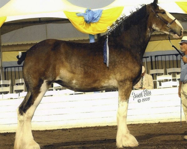 Pferd Imperial Kayla of Grandview (Clydesdale, 1999, von Ambassador's Danny Boy)