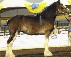 horse Imperial Kayla of Grandview (Clydesdale, 1999, from Ambassador's Danny Boy)