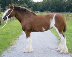 horse Freedom Royal Legacy (Clydesdale, 2012, from Hillmoor Landmark)