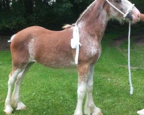 horse Hughes' Beaudacious' Abby (Clydesdale, 2017, from Ozark's Royal Beaudacious)