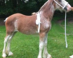 horse Hughes' Beaudacious' Abby (Clydesdale, 2017, from Ozark's Royal Beaudacious)