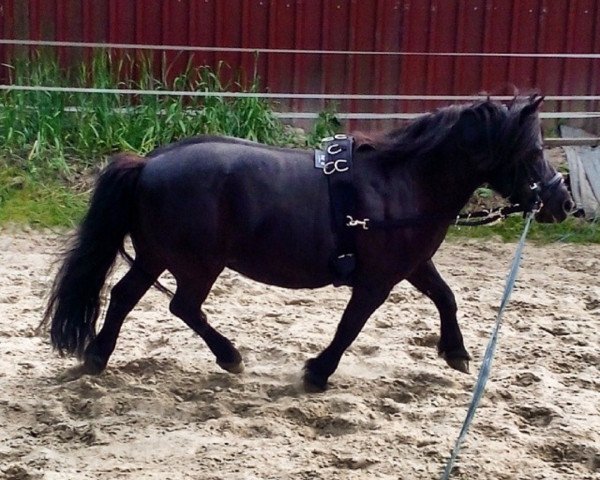 Zuchtstute Becky (Shetland Pony, 1995, von Endrico van Carpe Diem)