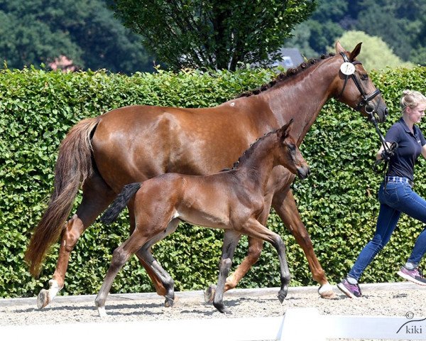 broodmare Estella K (Oldenburg, 2019, from For Final)