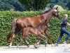 broodmare Estella K (Oldenburg, 2019, from For Final)