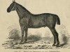 stallion Magnat 860 (Oldenburg, 1874, from Agamemnon 560)