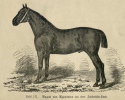 stallion Magnat 860 (Oldenburg, 1874, from Agamemnon 560)