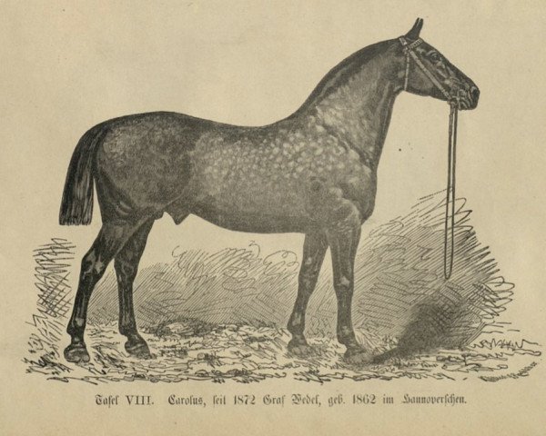 stallion Graf Wedel (ex Carolus 461) (Oldenburg, 1862, from Young Boradil)
