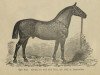 stallion Graf Wedel (ex Carolus 461) (Oldenburg, 1862, from Young Boradil)