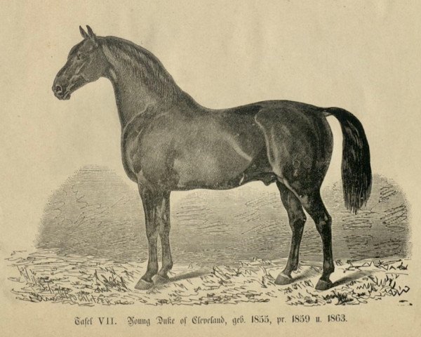 stallion Young Duke of Cleveland 200 (Oldenburg,  , from Duke of Cleveland 167)