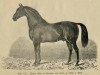 stallion Young Duke of Cleveland 200 (Oldenburg,  , from Duke of Cleveland 167)