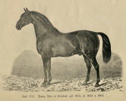 stallion Young Duke of Cleveland 200 (Oldenburg, 1855, from Duke of Cleveland 167)