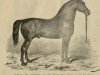 stallion Landessohn 157 (Oldenburg, 1846, from Martens alter Hengst 107)