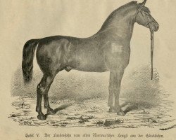 stallion Landessohn 157 (Oldenburg, 1846, from Martens alter Hengst 107)