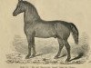 stallion Martens alter Hengst 107 (Oldenburg, 1835, from Neptun 36)