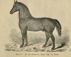 stallion Martens alter Hengst 107 (Oldenburg, 1835, from Neptun 36)