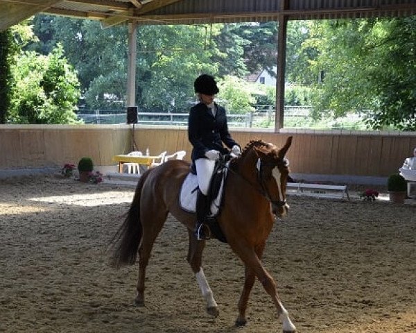dressage horse Digretto (Oldenburg, 2007, from Daddy Cool)