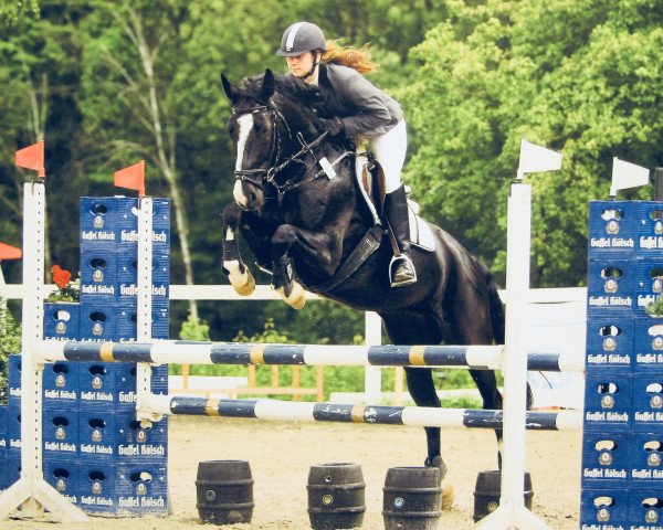 dressage horse Daphne T (Rhinelander, 2003, from Don Aqui)