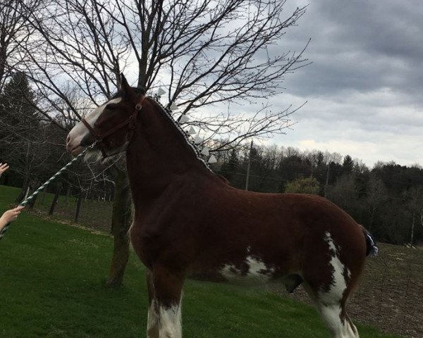 horse Hughes Beaudacious' Tony (Clydesdale, 2016, from Ozark's Royal Beaudacious)