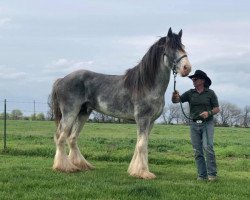 stallion Boulder Bluff Code Blue (Clydesdale, 2015, from Renaissance Prince Avery)