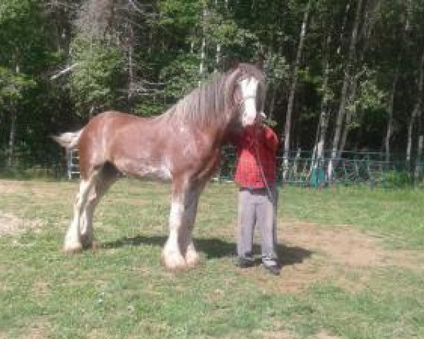 Deckhengst Hughes Beaudacious' Jed (Clydesdale, 2016, von Ozark's Royal Beaudacious)