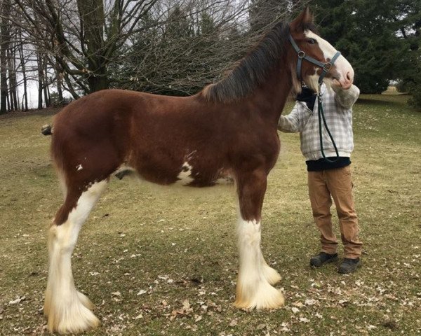 Pferd Hughes' Baby's Swazy Bobby (Clydesdale, 2018, von Ozark's Royal Beaudacious)