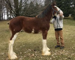 horse Hughes' Baby's Swazy Bobby (Clydesdale, 2018, from Ozark's Royal Beaudacious)