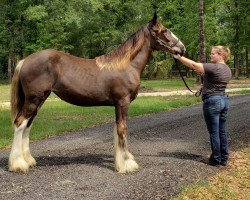 horse Cey's Midnight Melody (Clydesdale, 2019, from Somewhere Doc's Black Jack)