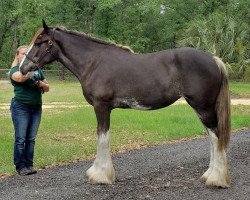 Pferd Cey's Classic Contessa (Clydesdale, 2019, von Willow Way Nightlight)