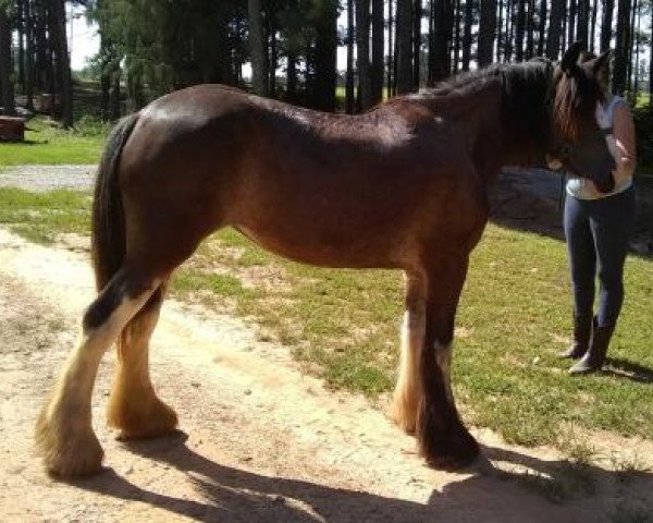 horse Homestead Hayley (Clydesdale, 2015, from Ozark's Royal Triple Inspiration)