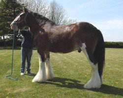 stallion Auchengree Headliner (Clydesdale, 2005, from Doura Above All)