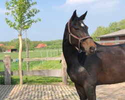 broodmare Con Balou (Oldenburg show jumper, 2008, from Contender)