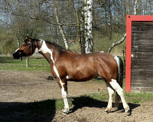 Pferd Roza (Wielkopolska, 2013, von Pathos)
