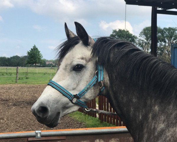 Springpferd Rosi (Deutsches Reitpony, 2014, von Kranichhof's Blue-Berry)