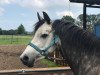 Springpferd Rosi (Deutsches Reitpony, 2014, von Kranichhof's Blue-Berry)