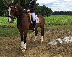 dressage horse Silvio 65 (Westphalian, 2009, from Show Star)