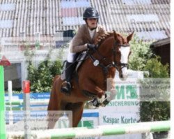 jumper Pleasure (German Riding Pony, 2012, from Palolo Kid)