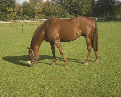 horse Graziella 73 (German Warmblood, 1990, from Ueberschall)