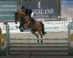 jumper Zucchero (Danish Warmblood, 2015, from Zirocco Blue)