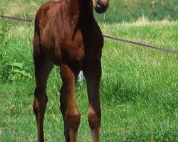 broodmare Diatania (Holsteiner, 2018, from Diamant de Semilly)