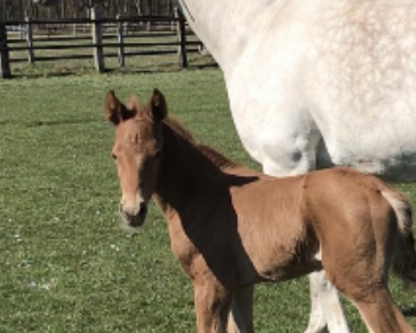 broodmare Libelle 303 (Oldenburg, 2011, from Weltmeyer)