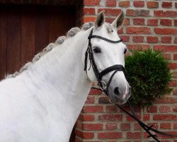 broodmare Dynamik 46 (German Riding Pony, 2007, from Dein Sunnyboy)